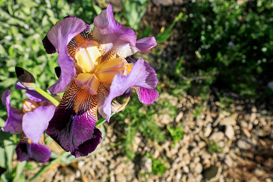 Blüte
